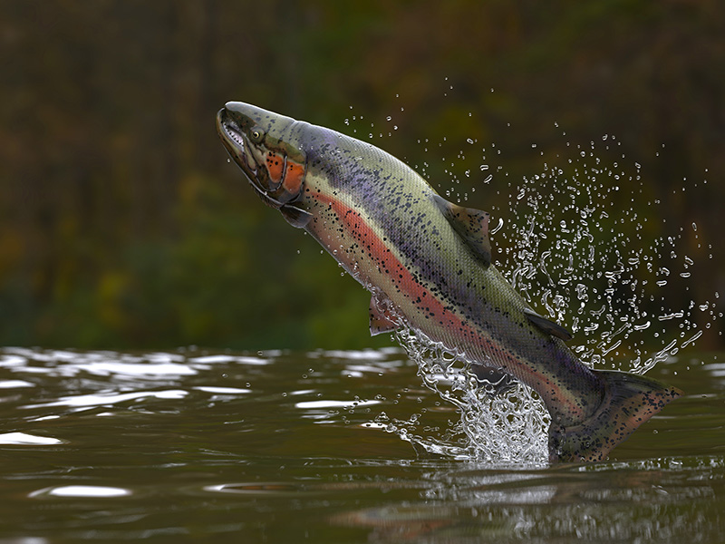 Trout jumping out of water.